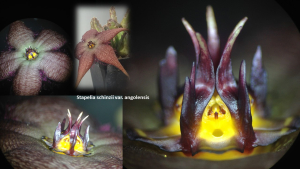 Im Mikrokosmos der Ascleps-Bestäubung